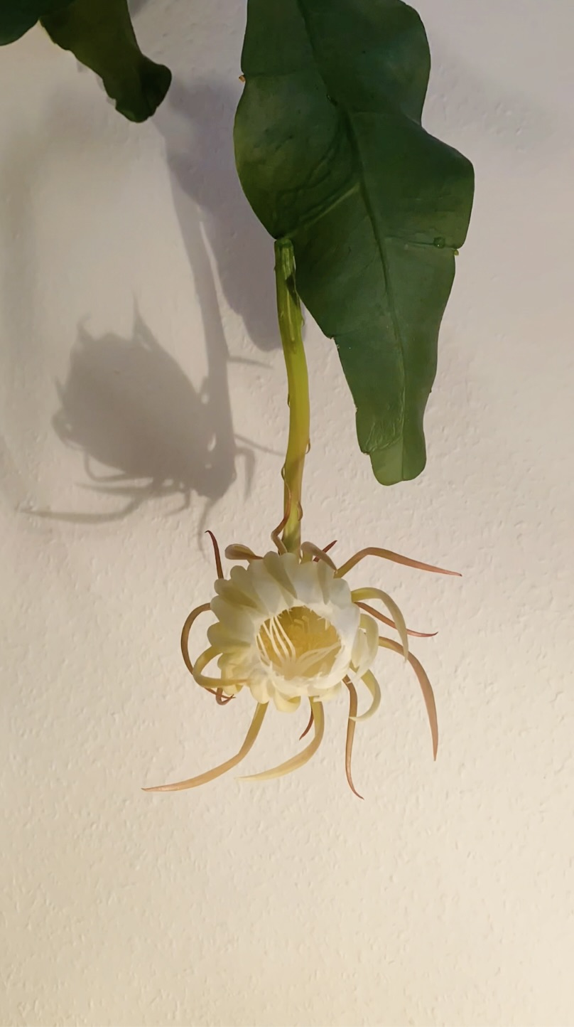 queen of the night cactus blooming Epiphyllum oxypetalum 4